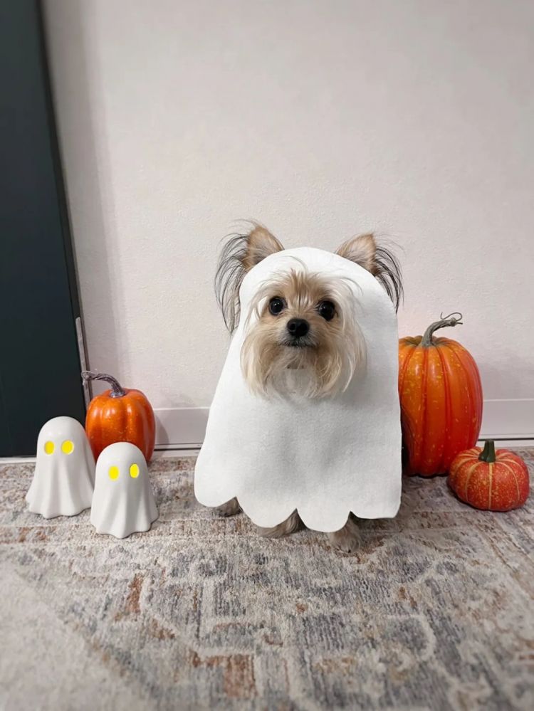 第261期:中国对日免签延长;木村拓哉长女恋爱?中日轮值APEC主席国;哥斯拉续作定名;日本熊灾 | 百通板 第261期:中国对日免签延长;木村拓哉长女恋爱?中日轮值APEC主席国;哥斯拉续作定名;日本熊灾 | 百通板