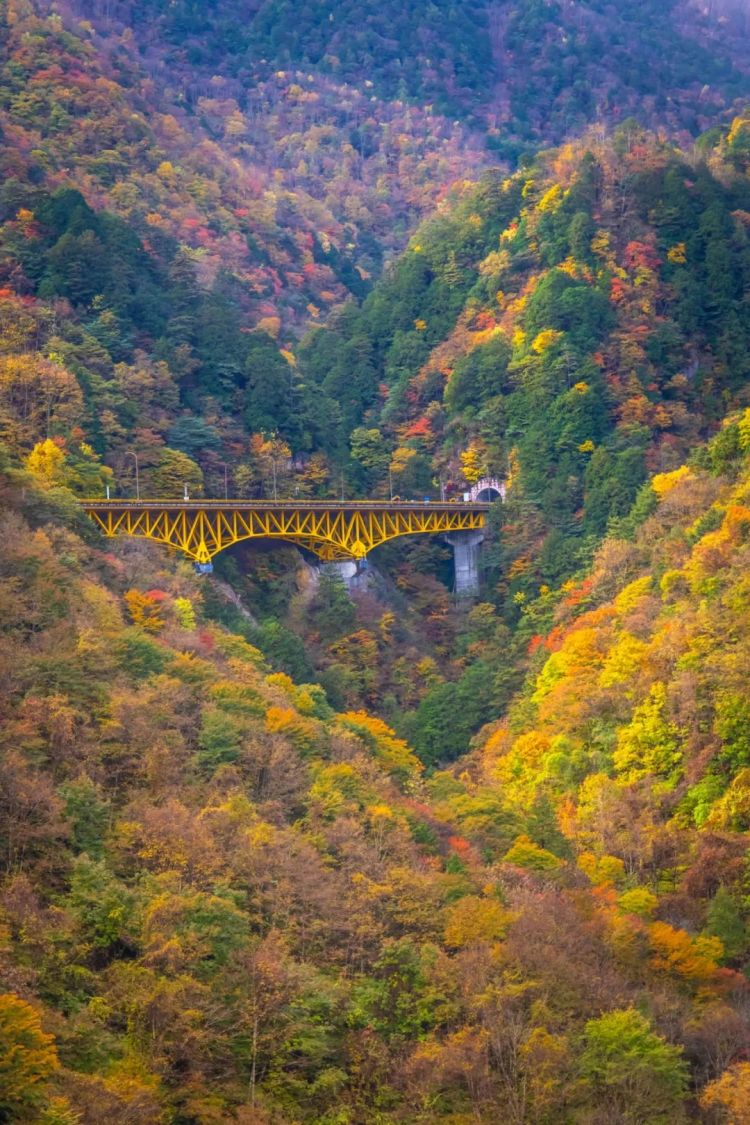 第261期:中国对日免签延长;木村拓哉长女恋爱?中日轮值APEC主席国;哥斯拉续作定名;日本熊灾 | 百通板 第261期:中国对日免签延长;木村拓哉长女恋爱?中日轮值APEC主席国;哥斯拉续作定名;日本熊灾 | 百通板