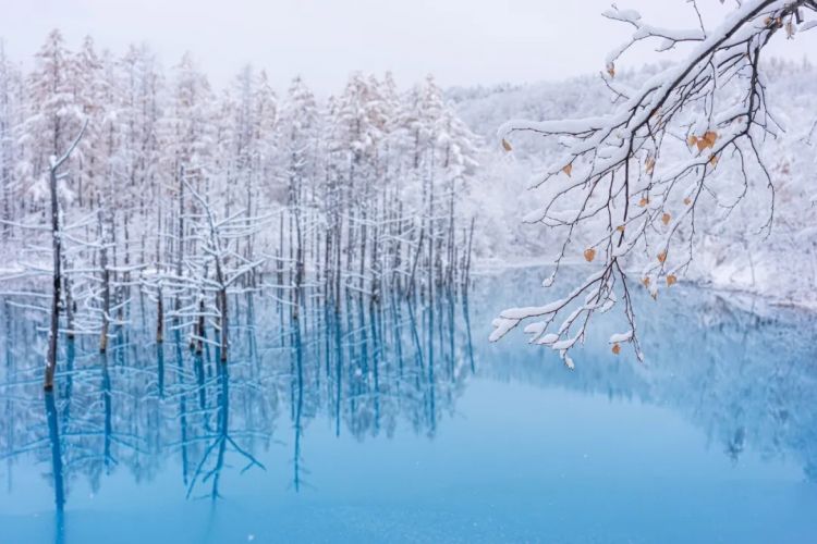 第261期:中国对日免签延长;木村拓哉长女恋爱?中日轮值APEC主席国;哥斯拉续作定名;日本熊灾 | 百通板 第261期:中国对日免签延长;木村拓哉长女恋爱?中日轮值APEC主席国;哥斯拉续作定名;日本熊灾 | 百通板