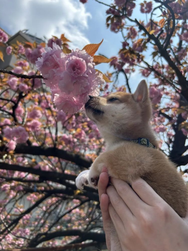 第261期:中国对日免签延长;木村拓哉长女恋爱?中日轮值APEC主席国;哥斯拉续作定名;日本熊灾 | 百通板 第261期:中国对日免签延长;木村拓哉长女恋爱?中日轮值APEC主席国;哥斯拉续作定名;日本熊灾 | 百通板