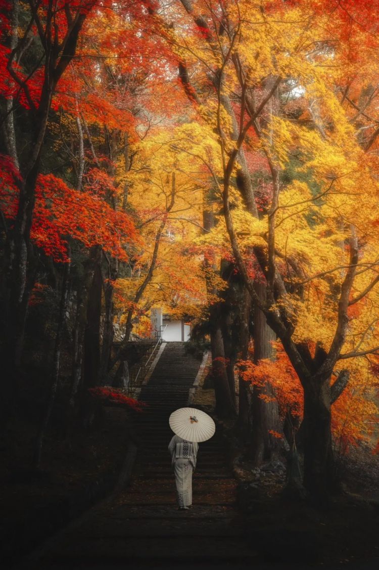 第261期:中国对日免签延长;木村拓哉长女恋爱?中日轮值APEC主席国;哥斯拉续作定名;日本熊灾 | 百通板 第261期:中国对日免签延长;木村拓哉长女恋爱?中日轮值APEC主席国;哥斯拉续作定名;日本熊灾 | 百通板