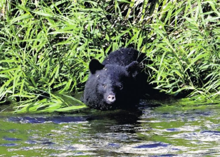 第261期:中国对日免签延长;木村拓哉长女恋爱?中日轮值APEC主席国;哥斯拉续作定名;日本熊灾 | 百通板 第261期:中国对日免签延长;木村拓哉长女恋爱?中日轮值APEC主席国;哥斯拉续作定名;日本熊灾 | 百通板