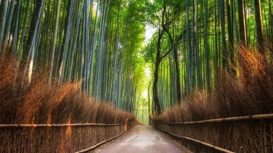 外国游客在竹子上乱涂乱画,日本人崩溃:我把竹子砍了还不行吗? 外国游客在竹子上乱涂乱画,日本人崩溃:我把竹子砍了还不行吗?