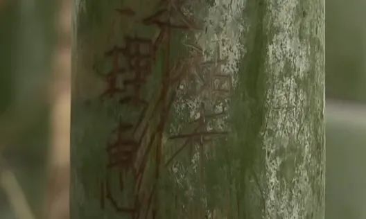 外国游客在竹子上乱涂乱画,日本人崩溃:我把竹子砍了还不行吗? 外国游客在竹子上乱涂乱画,日本人崩溃:我把竹子砍了还不行吗?