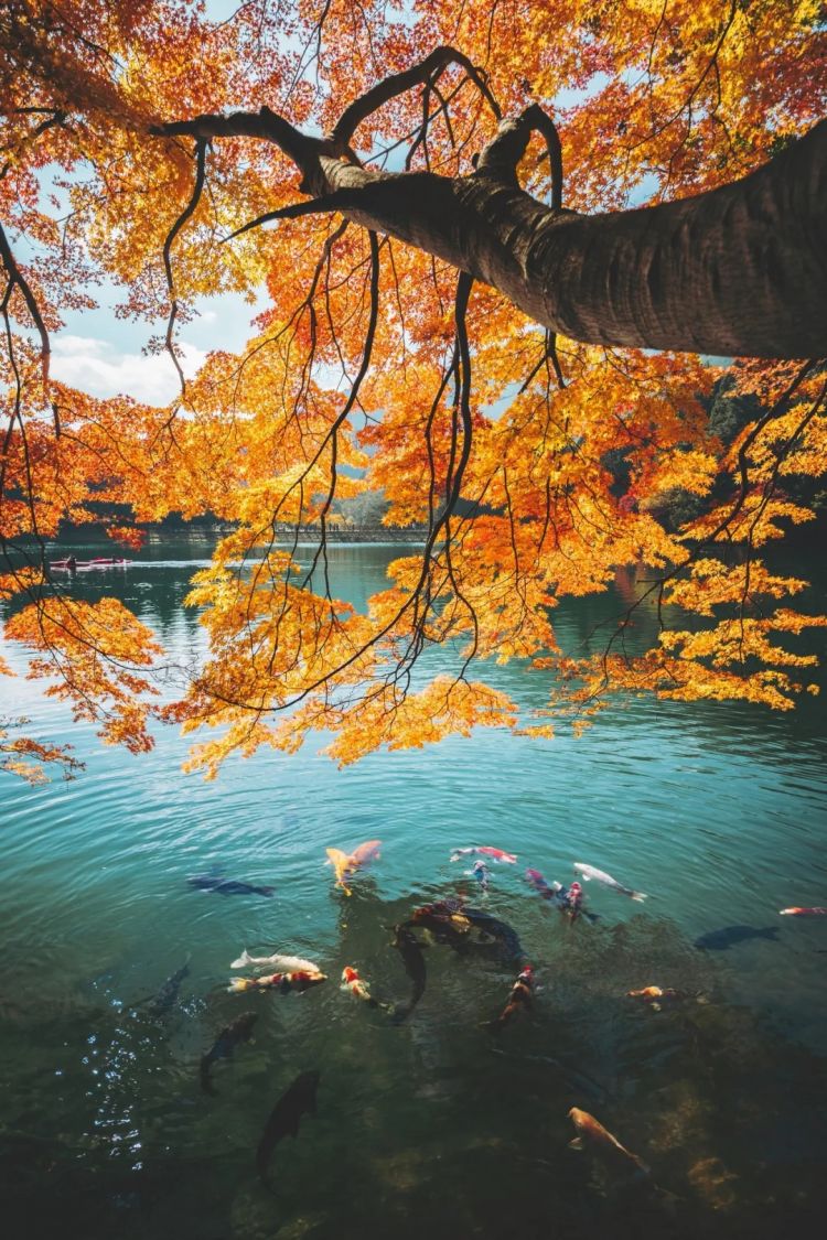 第262期:suica西瓜卡企鹅要毕业?宝可梦新作定档明年;日系车企财报赤字频出?日本熊灾破纪录;aespa将登红白?| 百通板 第262期:suica西瓜卡企鹅要毕业?宝可梦新作定档明年;日系车企财报赤字频出?日本熊灾破纪录;aespa将登红白?| 百通板