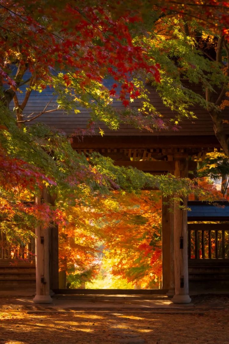 第263期:赴日旅游减少 日本将损失1.7万亿?NHK红白歌会名单出炉;日本GD日本GDP现负增长 | 百通板 第263期:赴日旅游减少 日本将损失1.7万亿?NHK红白歌会名单出炉;日本GD日本GDP现负增长 | 百通板