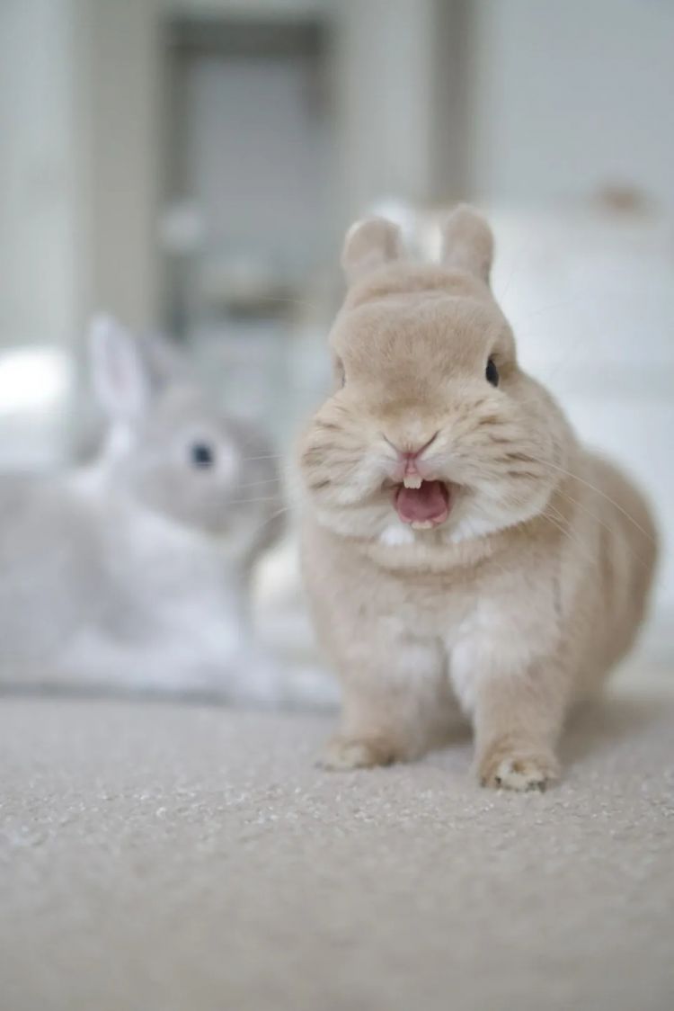 第263期:赴日旅游减少 日本将损失1.7万亿?NHK红白歌会名单出炉;日本GD日本GDP现负增长 | 百通板 第263期:赴日旅游减少 日本将损失1.7万亿?NHK红白歌会名单出炉;日本GD日本GDP现负增长 | 百通板