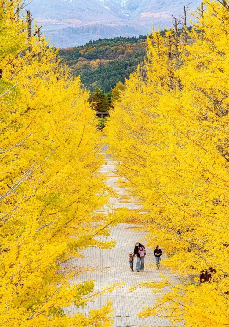 第263期:赴日旅游减少 日本将损失1.7万亿?NHK红白歌会名单出炉;日本GD日本GDP现负增长 | 百通板 第263期:赴日旅游减少 日本将损失1.7万亿?NHK红白歌会名单出炉;日本GD日本GDP现负增长 | 百通板