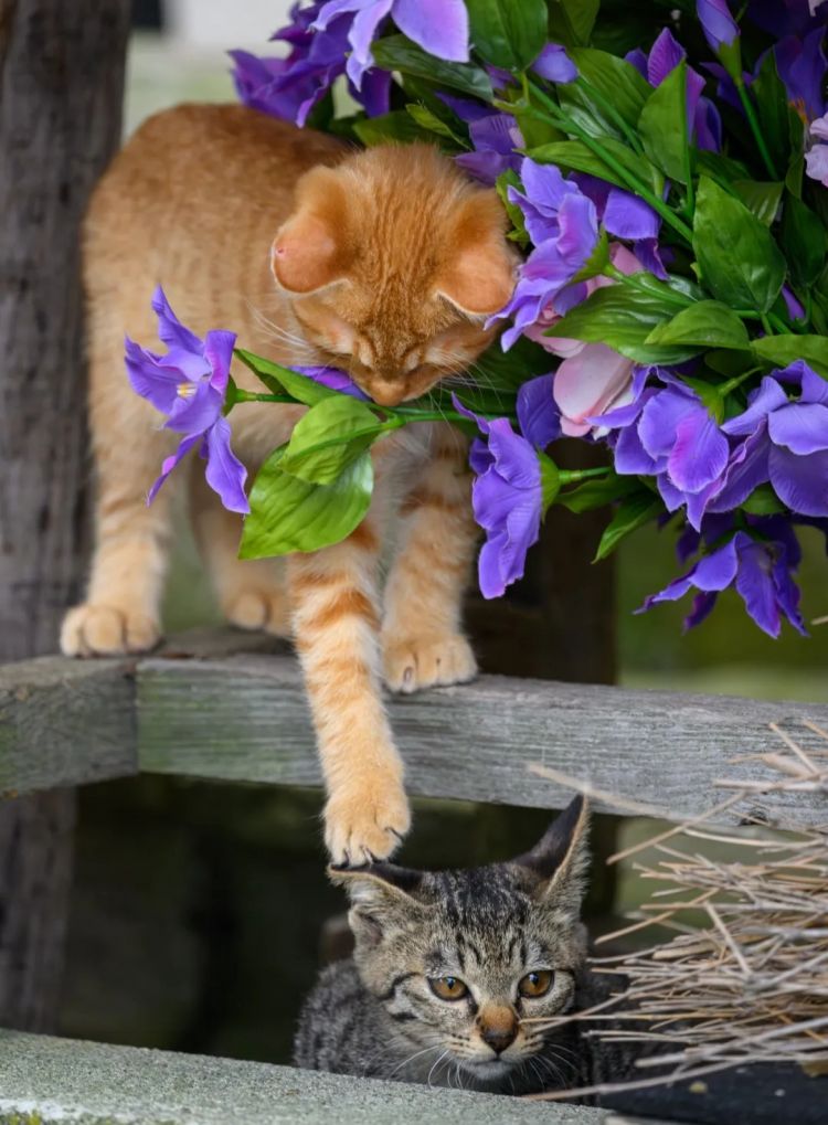 第263期:赴日旅游减少 日本将损失1.7万亿?NHK红白歌会名单出炉;日本GD日本GDP现负增长 | 百通板 第263期:赴日旅游减少 日本将损失1.7万亿?NHK红白歌会名单出炉;日本GD日本GDP现负增长 | 百通板