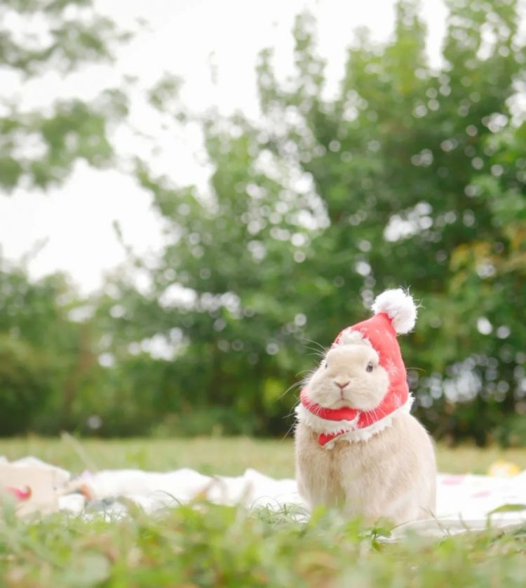 第263期:赴日旅游减少 日本将损失1.7万亿?NHK红白歌会名单出炉;日本GD日本GDP现负增长 | 百通板 第263期:赴日旅游减少 日本将损失1.7万亿?NHK红白歌会名单出炉;日本GD日本GDP现负增长 | 百通板