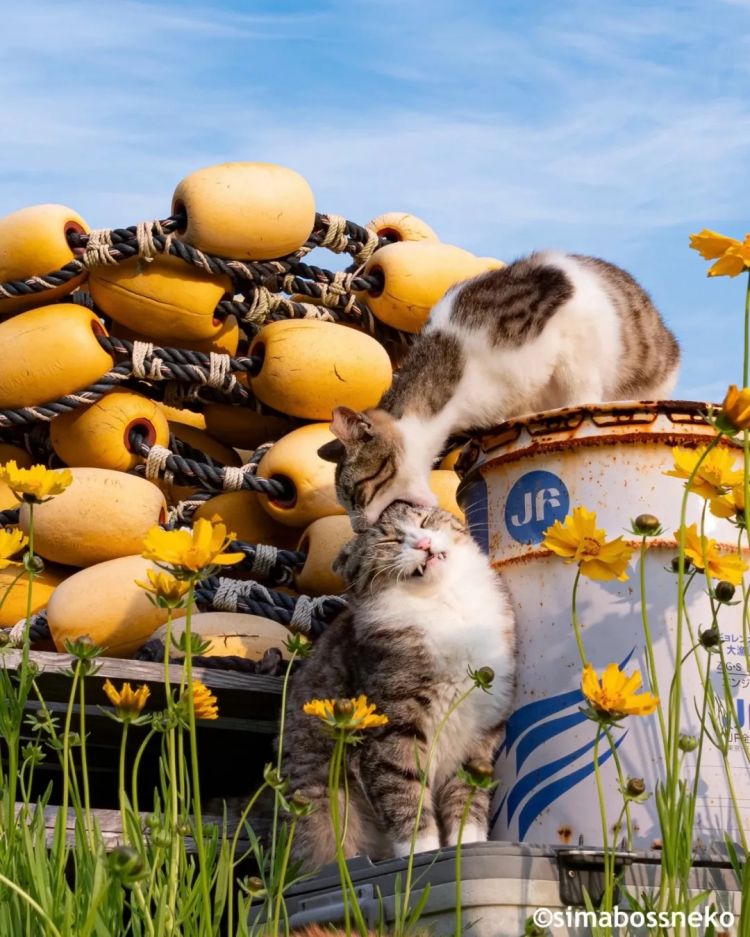 第263期:赴日旅游减少 日本将损失1.7万亿?NHK红白歌会名单出炉;日本GD日本GDP现负增长 | 百通板 第263期:赴日旅游减少 日本将损失1.7万亿?NHK红白歌会名单出炉;日本GD日本GDP现负增长 | 百通板