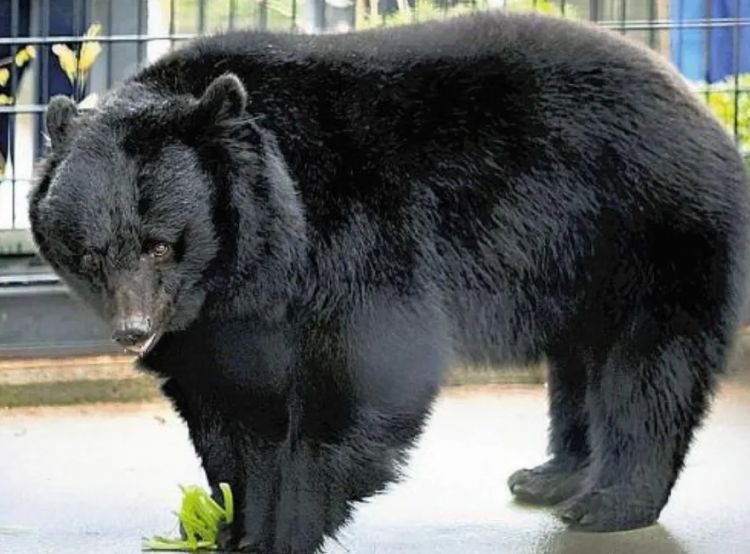 第264期:在华演出接连取消 日本音乐人怒批日本政府?中国暂停日本水产进口;唱片大奖公布 | 百通板 第264期:在华演出接连取消 日本音乐人怒批日本政府?中国暂停日本水产进口;唱片大奖公布 | 百通板