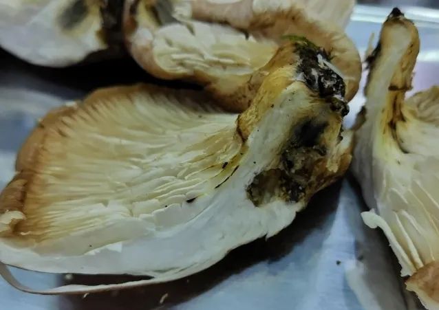 日本大爷上山采蘑菇吃完差点没命,大爷:问了AI说没毒才吃的… 日本大爷上山采蘑菇吃完差点没命,大爷:问了AI说没毒才吃的…