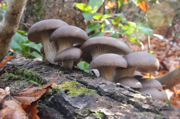 日本大爷上山采蘑菇吃完差点没命,大爷:问了AI说没毒才吃的… 日本大爷上山采蘑菇吃完差点没命,大爷:问了AI说没毒才吃的…