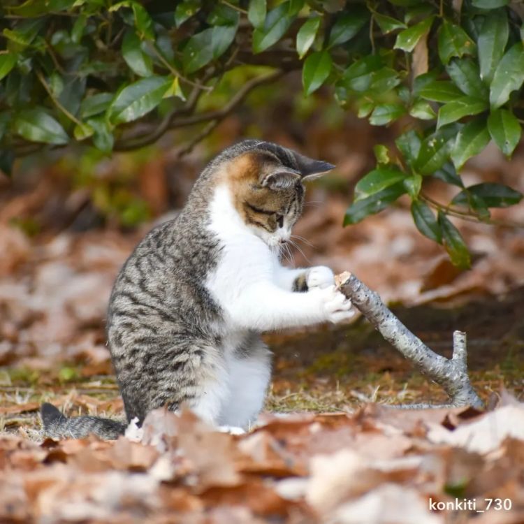 第265期:高市早苗名言当选日本年度流行语?东京拟提高住宿税;滨崎步演唱会紧急叫停?| 百通板 第265期:高市早苗名言当选日本年度流行语?东京拟提高住宿税;滨崎步演唱会紧急叫停?| 百通板