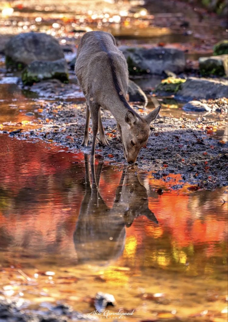 第265期:高市早苗名言当选日本年度流行语?东京拟提高住宿税;滨崎步演唱会紧急叫停?| 百通板 第265期:高市早苗名言当选日本年度流行语?东京拟提高住宿税;滨崎步演唱会紧急叫停?| 百通板