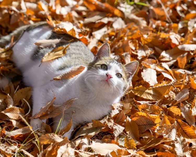 第265期:高市早苗名言当选日本年度流行语?东京拟提高住宿税;滨崎步演唱会紧急叫停?| 百通板 第265期:高市早苗名言当选日本年度流行语?东京拟提高住宿税;滨崎步演唱会紧急叫停?| 百通板