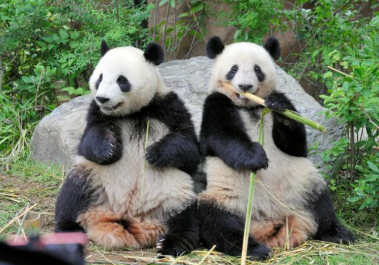 上野双胞胎熊猫将于明年1月回国 上野双胞胎熊猫将于明年1月回国